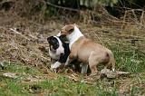 BULL TERRIER MINIATURE 231